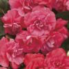 Proven Winners® Impatiens - Rockapulco Coral Reef - 4 Plants Per Pack - Spring Annual Plant - 8" Tall by 4" Wide in 1.56 PW Pot - Image 2