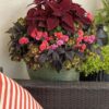 Proven Winners® Impatiens - Rockapulco Coral Reef - 4 Plants Per Pack - Spring Annual Plant - 8" Tall by 4" Wide in 1.56 PW Pot - Image 3