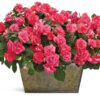 Proven Winners® Impatiens - Rockapulco Coral Reef - 4 Plants Per Pack - Spring Annual Plant - 8" Tall by 4" Wide in 1.56 PW Pot - Image 4