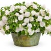 Proven Winners® Impatiens - Rockapulco White - 4 Plants Per Pack - Spring Annual Plant - 8" Tall by 4" Wide in 1.56 PW Pot - Image 2