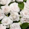 Proven Winners® Impatiens - Rockapulco White - 4 Plants Per Pack - Spring Annual Plant - 8" Tall by 4" Wide in 1.56 PW Pot - Image 3