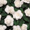 Proven Winners® Impatiens - Rockapulco White - 4 Plants Per Pack - Spring Annual Plant - 8" Tall by 4" Wide in 1.56 PW Pot - Image 4