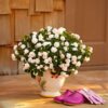 Proven Winners® Impatiens - Rockapulco White - 4 Plants Per Pack - Spring Annual Plant - 8" Tall by 4" Wide in 1.56 PW Pot - Image 5