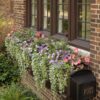 Proven Winners® Impatiens - Rockapulco Wisteria - 4 Plants Per Pack - Spring Annual Plant - 8" Tall by 4" Wide in 1.56 PW Pot - Image 2