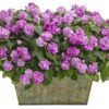 Proven Winners® Impatiens - Rockapulco Wisteria - 4 Plants Per Pack - Spring Annual Plant - 8" Tall by 4" Wide in 1.56 PW Pot - Image 3