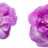 Proven Winners® Impatiens - Rockapulco Wisteria - 4 Plants Per Pack - Spring Annual Plant - 8" Tall by 4" Wide in 1.56 PW Pot - Image 4