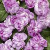 Proven Winners® Impatiens - Rockapulco Wisteria - 4 Plants Per Pack - Spring Annual Plant - 8" Tall by 4" Wide in 1.56 PW Pot - Image 5