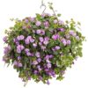 Proven Winners® Impatiens - Rockapulco Wisteria - 4 Plants Per Pack - Spring Annual Plant - 8" Tall by 4" Wide in 1.56 PW Pot - Image 6