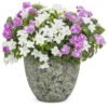Proven Winners® Impatiens - Rockapulco Wisteria - 4 Plants Per Pack - Spring Annual Plant - 8" Tall by 4" Wide in 1.56 PW Pot - Image 7