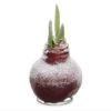 Snow Flecked Waxed Amaryllis Bulb - Christmas Red Wax, Blooms Red (2 Plants Per Pack) - Easy Care - No Watering Needed! Beautiful Holiday Decor - Image 11