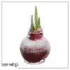 Snow Flecked Waxed Amaryllis Bulb - Christmas Red Wax, Blooms Red (3 Plants Per Pack) - Easy Care - No Watering Needed! Beautiful Holiday Decor - Image 11