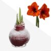 Snow Flecked Waxed Amaryllis Bulb - Christmas Red Wax, Blooms Red (2 Plants Per Pack) - Easy Care - No Watering Needed! Beautiful Holiday Decor - Image 12