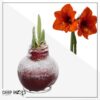 Snow Flecked Waxed Amaryllis Bulb - Christmas Red Wax, Blooms Red (2 Plants Per Pack) - Easy Care - No Watering Needed! Beautiful Holiday Decor - Image 19