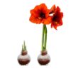 Snow Flecked Waxed Amaryllis Bulb - Christmas Red Wax, Blooms Red (2 Plants Per Pack) - Easy Care - No Watering Needed! Beautiful Holiday Decor - Image 13