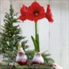 Snow Flecked Waxed Amaryllis Bulb - Christmas Red Wax, Blooms Red (2 Plants Per Pack) - Easy Care - No Watering Needed! Beautiful Holiday Decor - Image 20