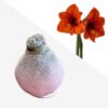 Snow Flecked Waxed Amaryllis Bulb - Pink Wax, Blooms Red - Easy Care - No Watering Needed! Beautiful Holiday Decor - Image 2