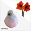 Snow Flecked Waxed Amaryllis Bulb - Pink Wax, Blooms Red - Easy Care - No Watering Needed! Beautiful Holiday Decor - Image 8
