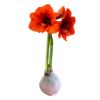 Snow Flecked Waxed Amaryllis Bulb - Pink Wax, Blooms Red - Easy Care - No Watering Needed! Beautiful Holiday Decor - Image 3