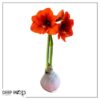 Snow Flecked Waxed Amaryllis Bulb - Pink Wax, Blooms Red - Easy Care - No Watering Needed! Beautiful Holiday Decor - Image 9
