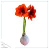 Snow Flecked Waxed Amaryllis Bulb - Pink Wax, Blooms Red - Easy Care - No Watering Needed! Beautiful Holiday Decor - Image 14