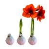 Snow Flecked Waxed Amaryllis Bulb - Pink Wax, Blooms Red - Easy Care - No Watering Needed! Beautiful Holiday Decor - Image 4