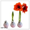 Snow Flecked Waxed Amaryllis Bulb - Pink Wax, Blooms Red - Easy Care - No Watering Needed! Beautiful Holiday Decor - Image 10
