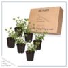 Live Aromatic and Healthy Herb - Eucalyptus (6 Per Pack) - Natural Air Purifier - 8" Tall by 3" Wide in 1 Pint Pot - Image 6