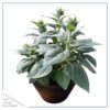 Live Sunflower - Beautiful Spring Flowers - 15" Tall by 10" Wide in 1.15 Gallon Whiskey Barrel - Image 3