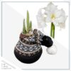 Waxed Amaryllis Bulb in Black Festive Stocking (White Bloom) - Easy Care - No Watering Needed! Beautiful Holiday Decor - Image 2