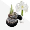 Waxed Amaryllis Bulb in Black Festive Stocking (White Bloom) - Easy Care - No Watering Needed! Beautiful Holiday Decor - Image 10
