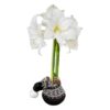 Waxed Amaryllis Bulb in Black Festive Stocking (White Bloom) - Easy Care - No Watering Needed! Beautiful Holiday Decor - Image 3