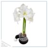 Waxed Amaryllis Bulb in Black Festive Stocking (White Bloom) - Easy Care - No Watering Needed! Beautiful Holiday Decor - Image 4