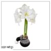 Waxed Amaryllis Bulb in Black Festive Stocking (White Bloom) - Easy Care - No Watering Needed! Beautiful Holiday Decor - Image 15