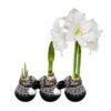 Waxed Amaryllis Bulb in Black Festive Stocking (White Bloom) - Easy Care - No Watering Needed! Beautiful Holiday Decor - Image 5