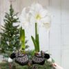 Waxed Amaryllis Bulb in Black Festive Stocking (White Bloom) - Easy Care - No Watering Needed! Beautiful Holiday Decor - Image 6