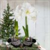 Waxed Amaryllis Bulb in Black Festive Stocking (White Bloom) - Easy Care - No Watering Needed! Beautiful Holiday Decor - Image 16