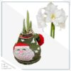 Waxed Amaryllis Bulb in Green Santa Stocking (White Bloom) - Easy Care - No Watering Needed! Beautiful Holiday Decor - Image 2