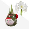 Waxed Amaryllis Bulb in Green Santa Stocking (White Bloom) - Easy Care - No Watering Needed! Beautiful Holiday Decor - Image 16