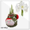 Waxed Amaryllis Bulb in Green Santa Stocking (White Bloom) - Easy Care - No Watering Needed! Beautiful Holiday Decor - Image 10