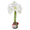Waxed Amaryllis Bulb in Green Santa Stocking (White Bloom) - Easy Care - No Watering Needed! Beautiful Holiday Decor - Image 3