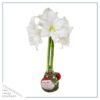 Waxed Amaryllis Bulb in Green Santa Stocking (White Bloom) - Easy Care - No Watering Needed! Beautiful Holiday Decor - Image 4