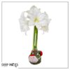 Waxed Amaryllis Bulb in Green Santa Stocking (White Bloom) - Easy Care - No Watering Needed! Beautiful Holiday Decor - Image 11