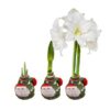 Waxed Amaryllis Bulb in Green Santa Stocking (White Bloom) - Easy Care - No Watering Needed! Beautiful Holiday Decor - Image 5