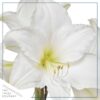 Waxed Amaryllis Bulb in Green Santa Stocking (White Bloom) - Easy Care - No Watering Needed! Beautiful Holiday Decor - Image 9