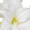Waxed Amaryllis Bulb in Green Santa Stocking (White Bloom) - Easy Care - No Watering Needed! Beautiful Holiday Decor - Image 17