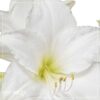 Waxed Amaryllis Bulb in Green Santa Stocking (White Bloom) - Easy Care - No Watering Needed! Beautiful Holiday Decor - Image 15