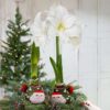 Waxed Amaryllis Bulb in Green Santa Stocking (White Bloom) - Easy Care - No Watering Needed! Beautiful Holiday Decor - Image 6