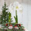 Waxed Amaryllis Bulb in Green Santa Stocking (White Bloom) - Easy Care - No Watering Needed! Beautiful Holiday Decor - Image 12
