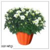 Live Hardy Chrysanthemum in Orange Pumpkin Pot - White - Colorful Fall Mums - 15" Tall by 12" Wide in 3 Qt Deco Pot - Image 9