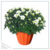 Live Hardy Chrysanthemum in Orange Pumpkin Pot - White - Colorful Fall Mums - 15" Tall by 12" Wide in 3 Qt Deco Pot - Image 2